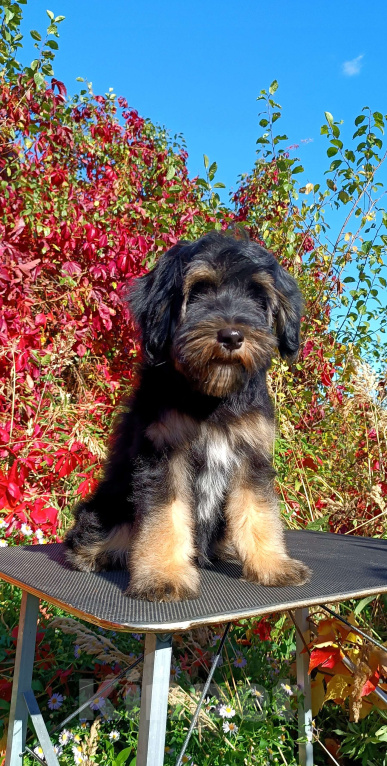 Собаки в Москве: Тибетский терьер щенок Мальчик, 75 000 руб. - фото 5