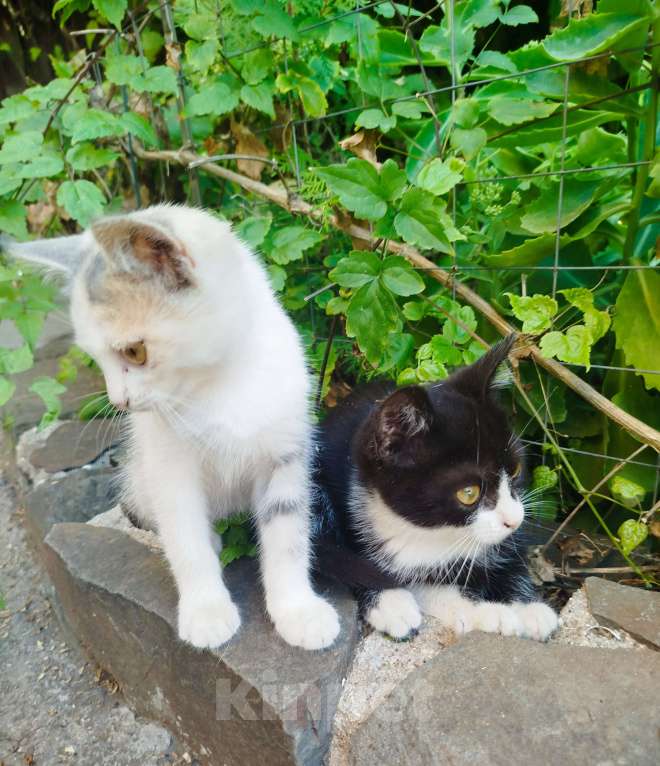 Кошки в Таганроге: В добрые руки Мальчик, Бесплатно - фото 3