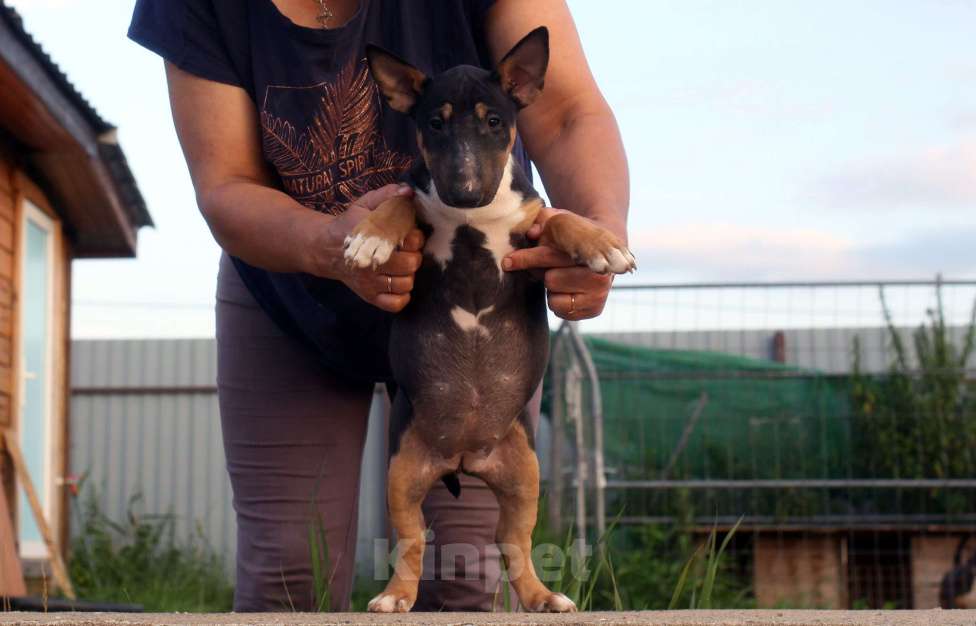 Собаки в Всеволожске: ММ МОККАЧИНА ШОКОЛАДНЫЙ ЛАТТЕ Девочка, Бесплатно - фото 8