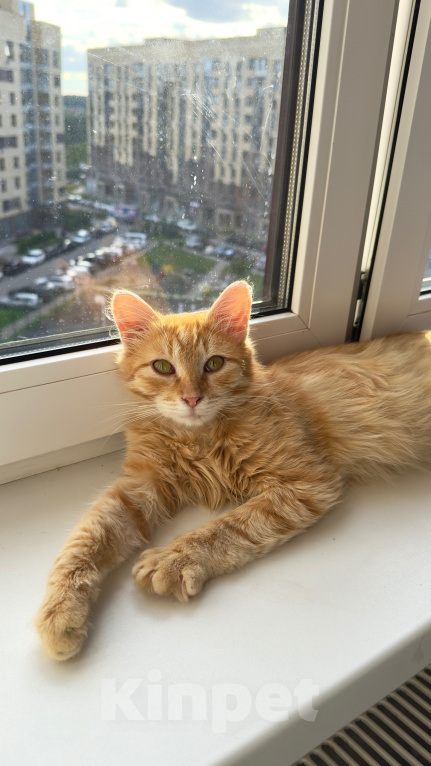 Кошки в Мытищах: Котенок в добрейшие руки Мальчик, Бесплатно - фото 2