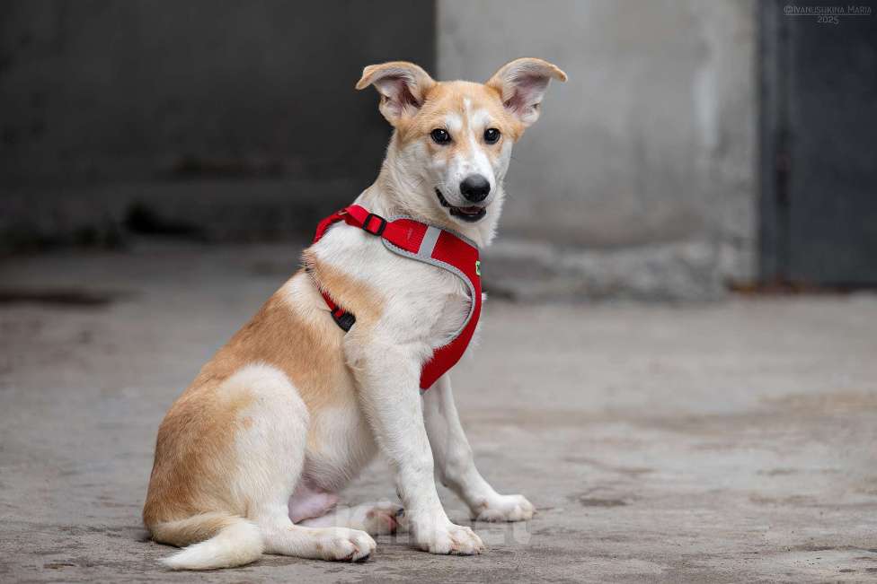 Собаки в Москве: Манго - вкусное имя для сладкого псыночки Мальчик, Бесплатно - фото 6