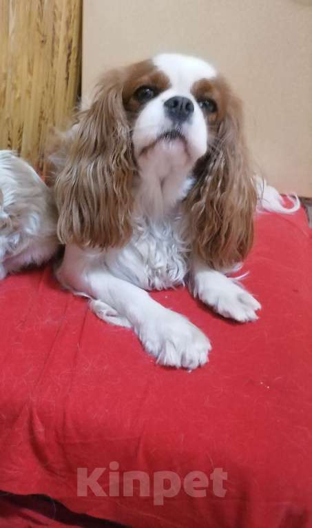 Собаки в Москве: Кавалер Кинг Чарльз спаниель  3года.  Девочка, 60 000 руб. - фото 1