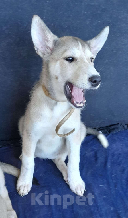 Собаки в Чехове: Шанс обрести дом Девочка, Бесплатно - фото 2