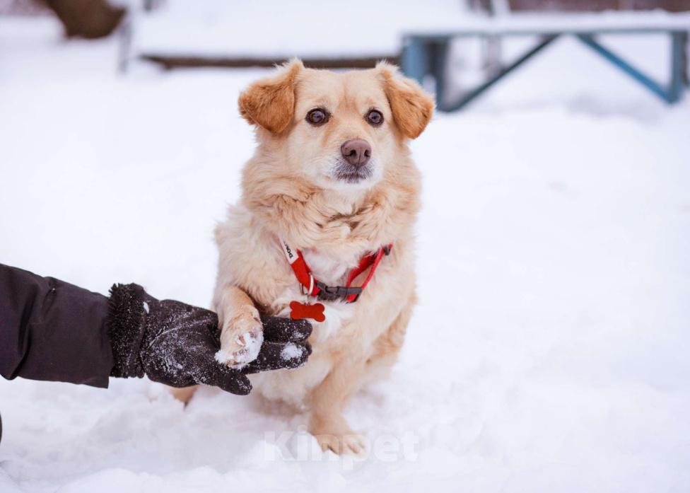 Собаки в Москве: Маленький пёсик иет семью Мальчик, Бесплатно - фото 1