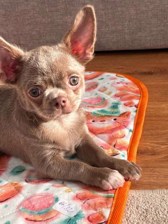 Собаки в Ижевске: Щенок чихуахуа Мальчик, 50 000 руб. - фото 9