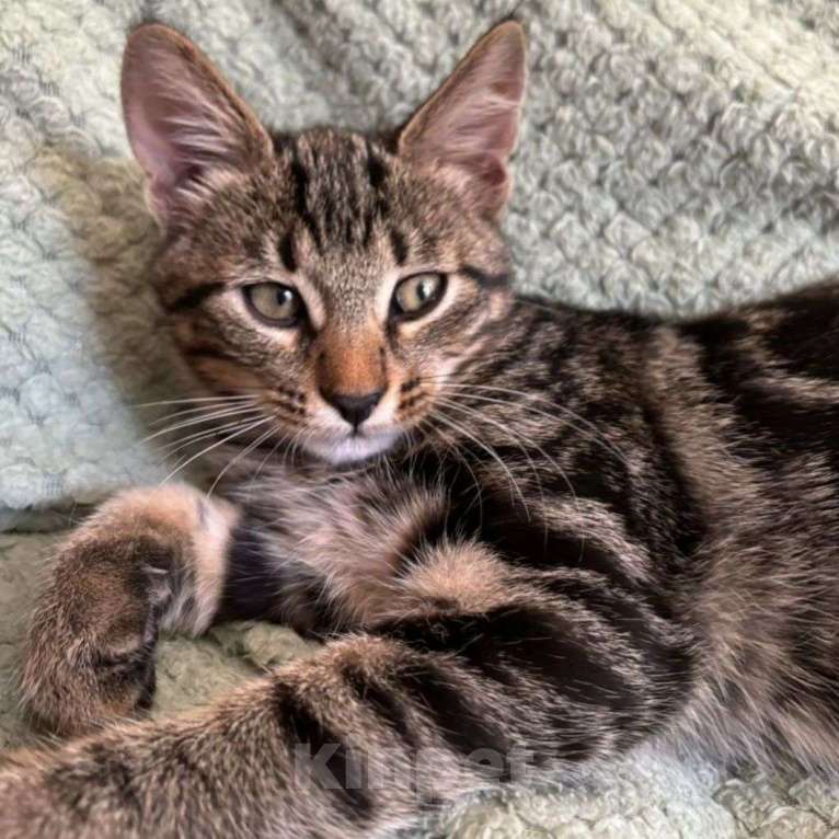 Кошки в Москве: Маленький котенок в добрые руки Мальчик, Бесплатно - фото 3