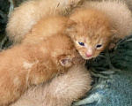 Кошки в Наро-Фоминске: Рыжие котомладенцы ищут дом! Мальчик, Бесплатно - фото 1
