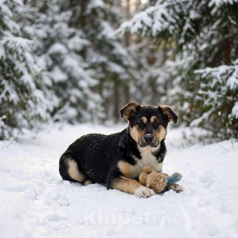 Собаки в Москве: Щенок Ника ищет семью Девочка, Бесплатно - фото 3