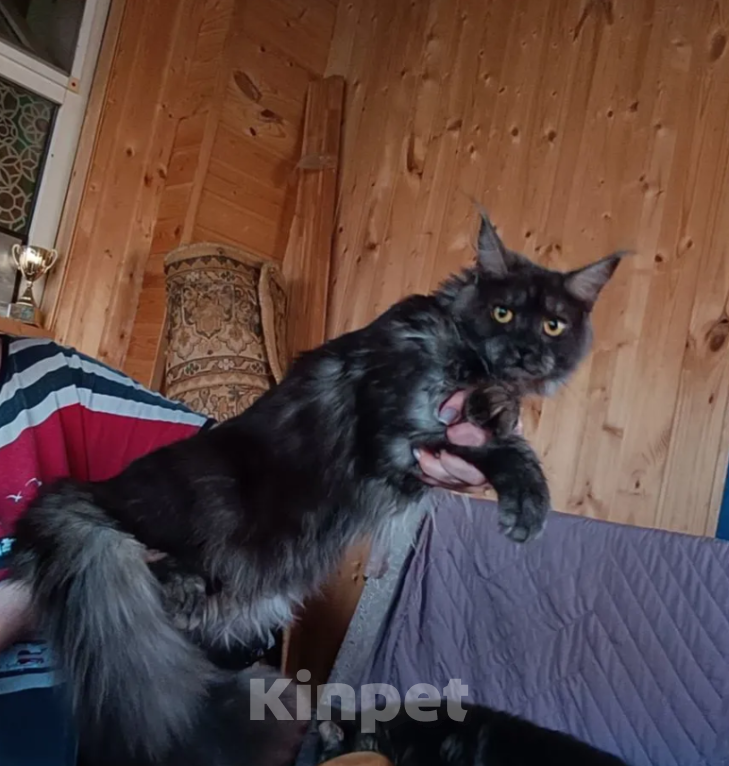 Кошки в Самаре: Maine Coon Девочка, Бесплатно - фото 2