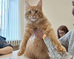 Кошки в Москве: Гигантики Девочка, 19 000 руб. - фото 3