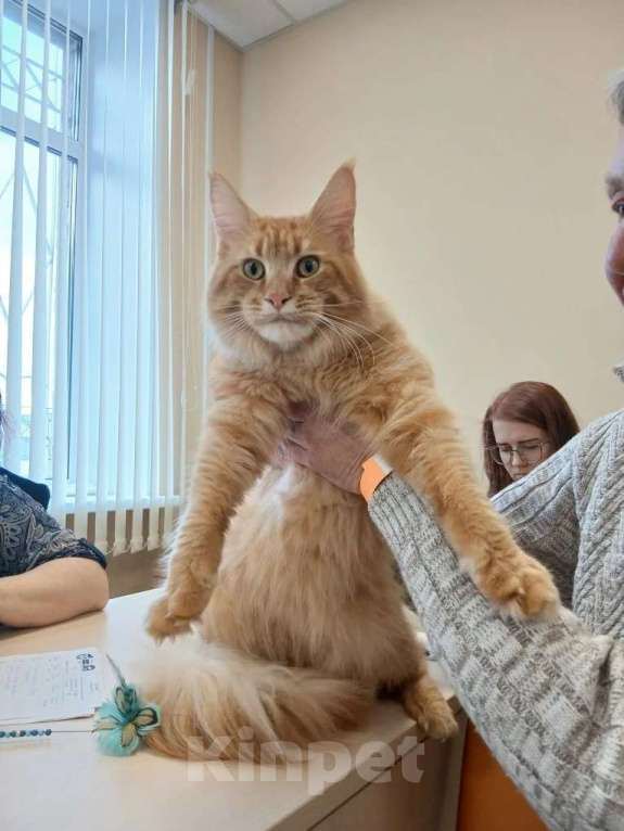 Кошки в Москве: Гигантики Девочка, 19 000 руб. - фото 3