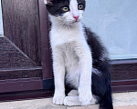 Кошки в Краснодаре: Игривая и очень ласковая девочка ищет новый дом! 🐾 Девочка, Бесплатно - фото 2