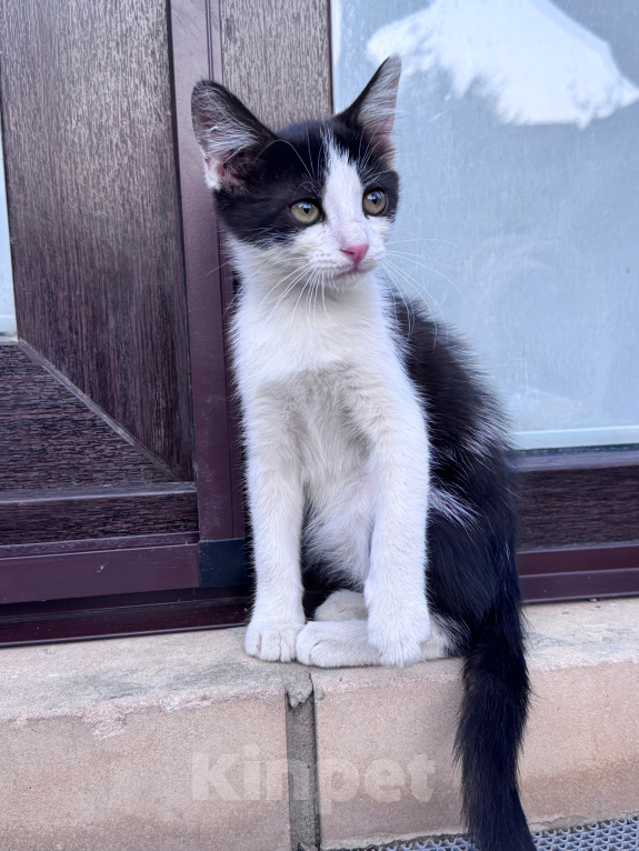 Кошки в Краснодаре: Игривая и очень ласковая девочка ищет новый дом! 🐾 Девочка, Бесплатно - фото 2