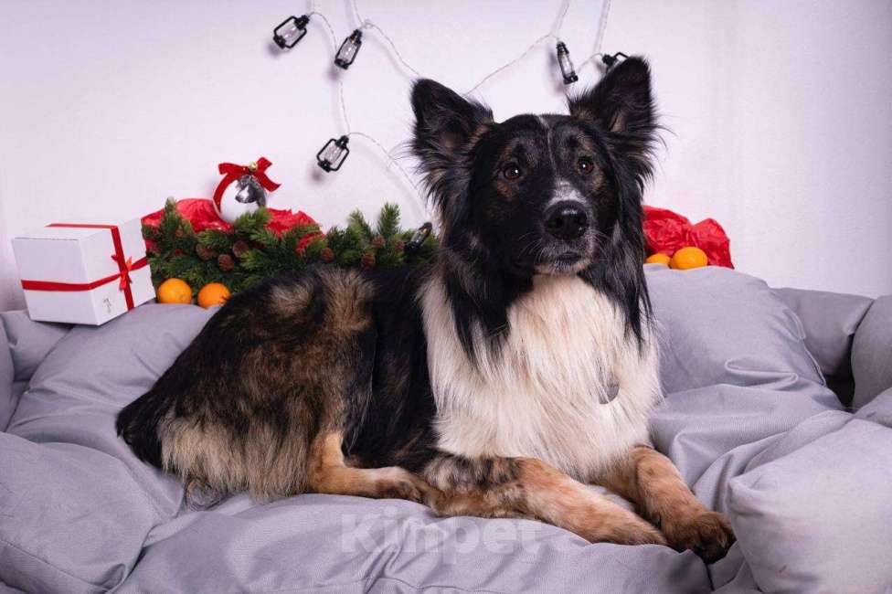 Собаки в Москве: Бордер-колли ищет дом Мальчик, Бесплатно - фото 2