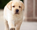 Собаки в Владимире: Щенки Лабрадора палевые  Мальчик, 21 000 руб. - фото 3