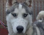 Собаки в Краснодаре: Кобель Хаски Мальчик, 1 руб. - фото 3