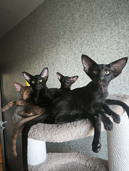 Ориентальные котята в Москве. привитые