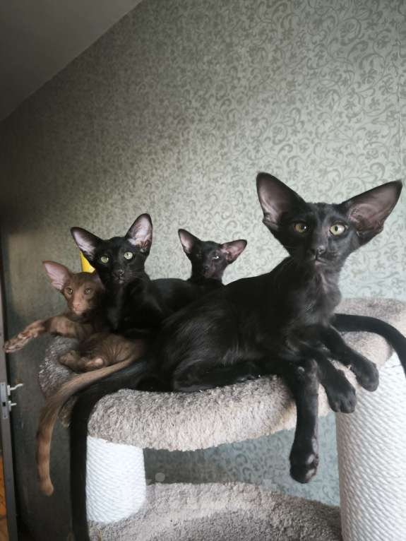 Кошки в Москве: Ориентальные котята в Москве. привитые Девочка, 70 000 руб. - фото 1