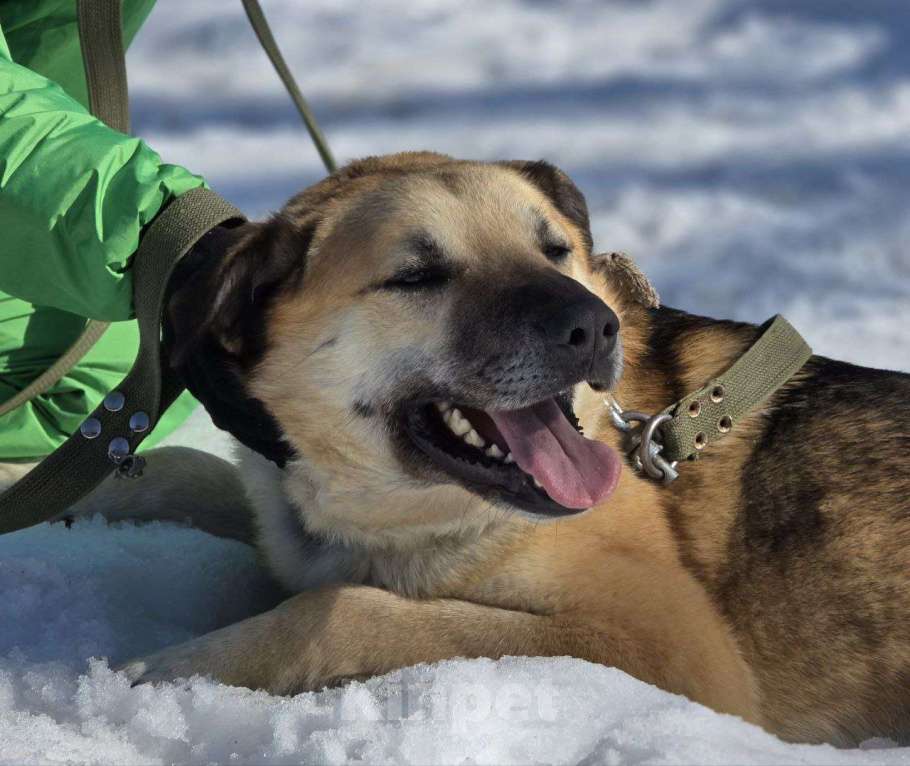 Собаки в Королеве: Велес. Приют Зоодом. Мальчик, Бесплатно - фото 6
