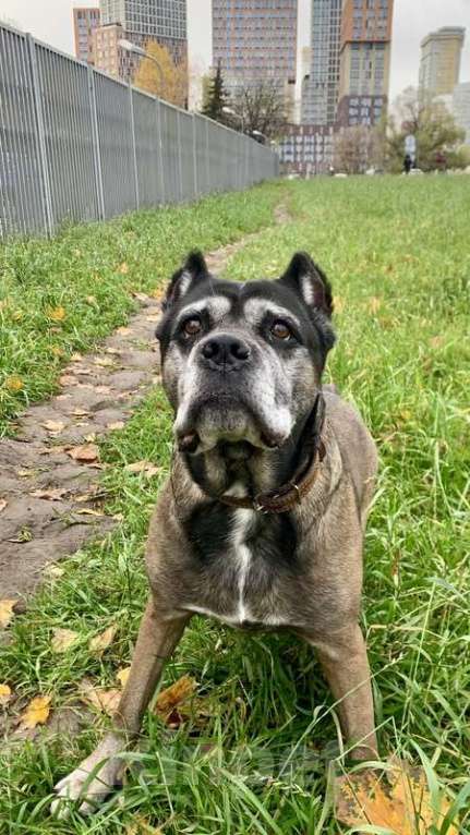 Собаки в Москве: Кане-корсо Кира срочно ищет дом Девочка, 1 руб. - фото 3