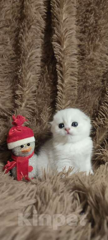 Кошки в Москве: Юный принц Мальчик, Бесплатно - фото 2