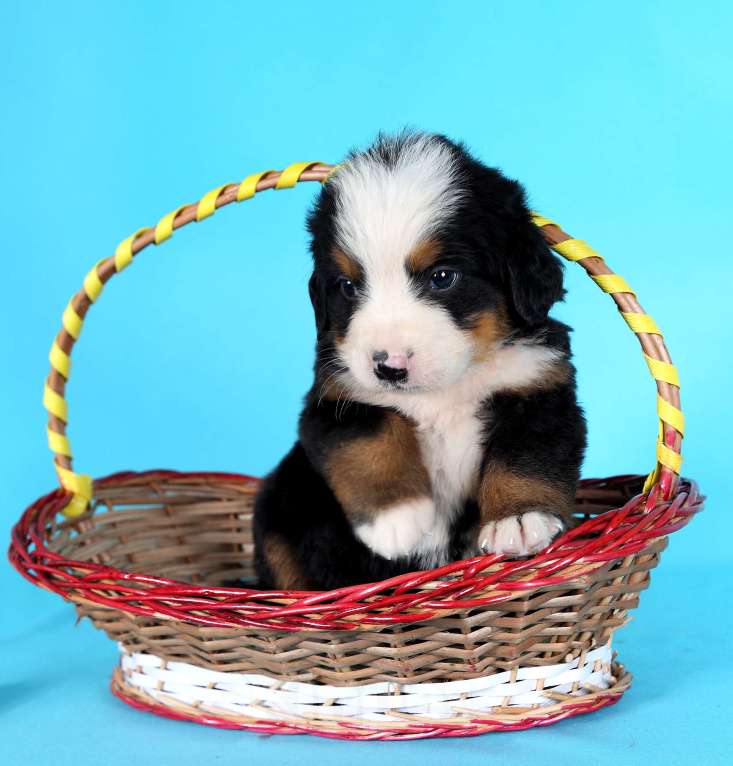 Собаки в Екатеринбурге: ЩЕНКИ БЕРНСКОГО ЗЕННЕНХУНДА Девочка, Бесплатно - фото 3