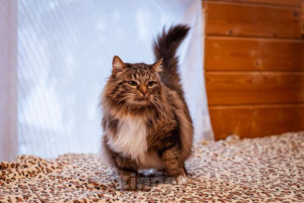 Кошки в Москве: Кот в добрые руки! Мальчик, Бесплатно - фото 6