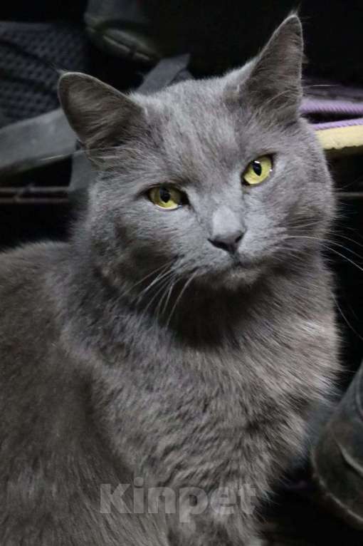 Кошки в Москве: Кот Проша ищет любящее сердце Мальчик, Бесплатно - фото 4