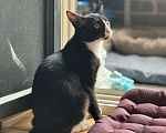 Кошки в Москве: Вася ищет дом  Мальчик, Бесплатно - фото 2