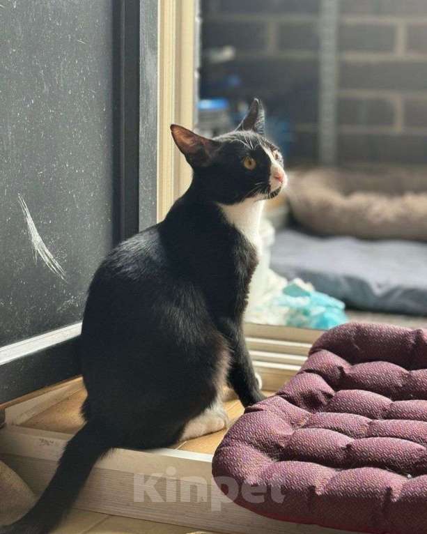 Кошки в Москве: Вася ищет дом  Мальчик, Бесплатно - фото 2