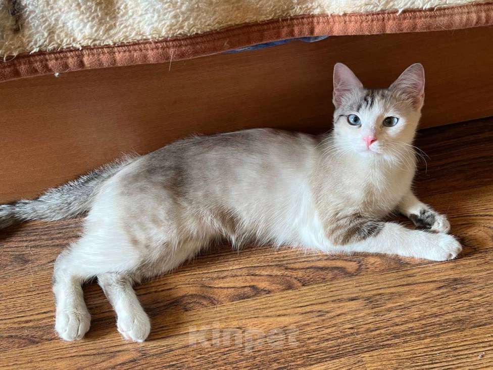 Кошки в Москве: Кошка Соня Девочка, Бесплатно - фото 4