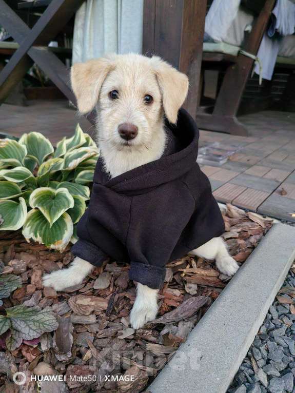 Собаки в других городах Ростовской области: Щенок для радости Девочка, Бесплатно - фото 4