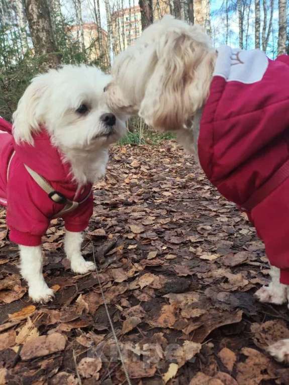 Собаки в Королеве: Манюня Девочка, Бесплатно - фото 5