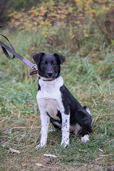 Лане нужен дом 