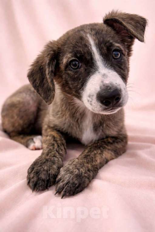 Собаки в Химках: Девочка Терри Девочка, Бесплатно - фото 4