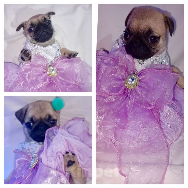 Собаки в Оренбурге: Девочка Девочка, 25 000 руб. - фото 7