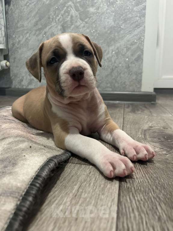 Собаки в Курске: Щенки АСТ Девочка, 40 руб. - фото 5