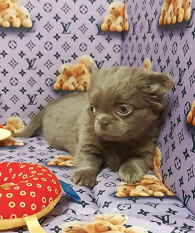 Собаки в Новосибирске: Мальчик Чихуахуа длинношерстный Мальчик, Бесплатно - фото 2