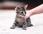 Кошки в Одинцово: котенок в дар Мальчик, 10 руб. - фото 2