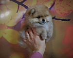 Собаки в Ачинске: Щенки шпица, 1,5 месяца, 33 000 руб. - фото 3