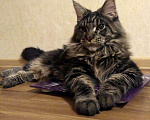 Кошки в Саратове: Вязка мейн-кун, 1 000 руб. - фото 2