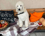 Собаки в Москве: Щенок королевского пуделя Мальчик, 25 000 руб. - фото 1