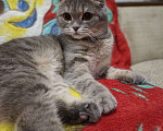 Кошки в Вологде: Кошка вислоухая Анфиса Девочка, Бесплатно - фото 1