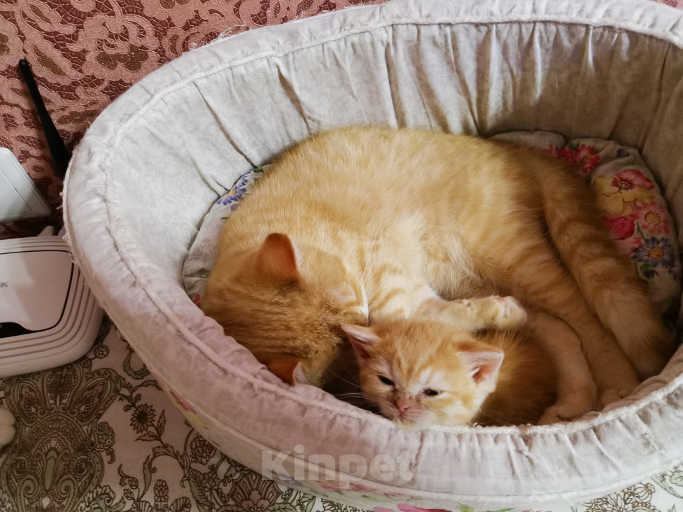 Кошки в Москве: Британская породы котят  Девочка, 15 000 руб. - фото 3