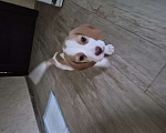 Собаки в Санкт-Петербурге: Бигль,щенок Мальчик, 35 000 руб. - фото 2