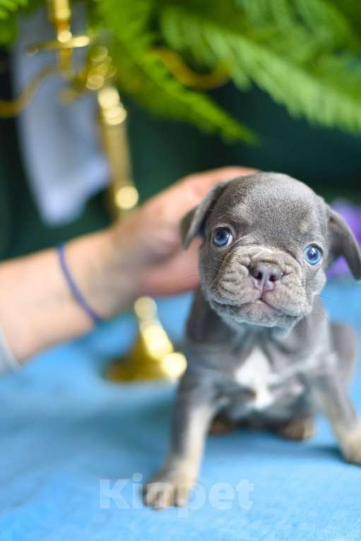 Собаки в Москве: очаровательный мальчик лиловый с подпалом Мальчик, 75 000 руб. - фото 4