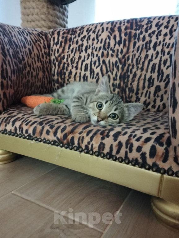 Кошки в Дмитрове: Маленький котенок ищет дом. Мальчик, Бесплатно - фото 3