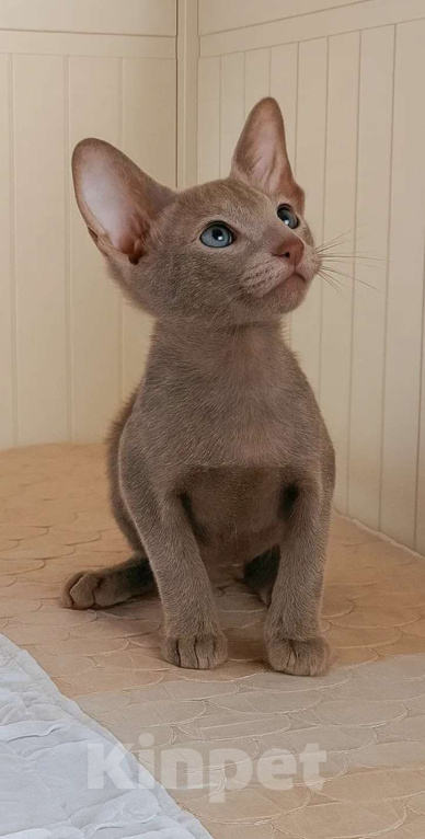 Кошки в Волгограде: Ориентальные котята в современном типе Мальчик, Бесплатно - фото 1