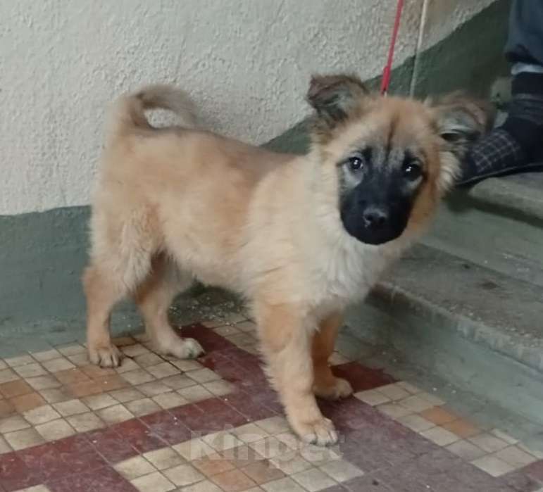 Собаки в Москве: Щенок Герда в дар Девочка, 1 руб. - фото 5