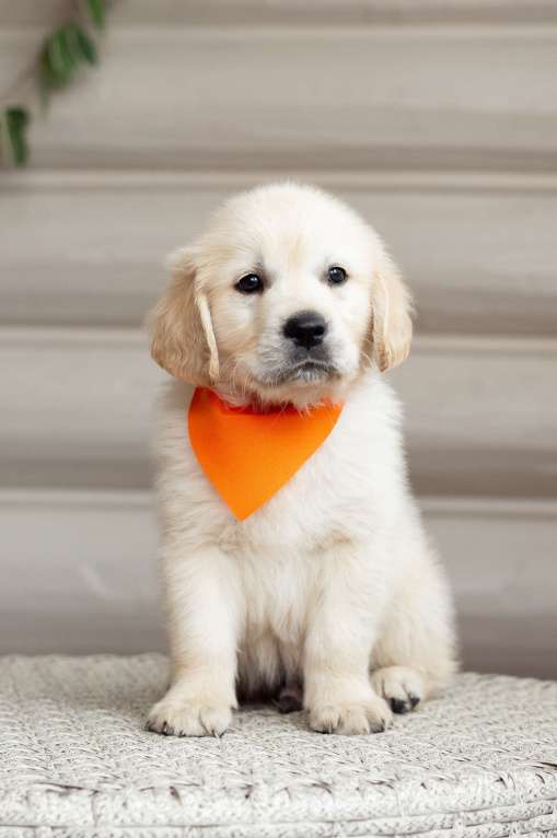 Собаки в Магнитогорске: Щенки золотистого ретривера Мальчик, 50 000 руб. - фото 6